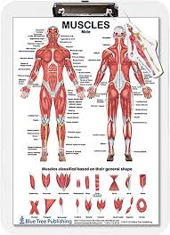 Find the best weight lifting exercises that target each muscle or groups of muscles. Amazon Com Muscle Anatomy For Female And Male Dry Erase Clipboard Two Sided Muscle Everything Else