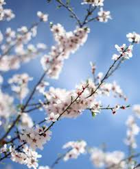 Flower Nature Blossom Blur Bokeh White Petals Sky Beautiful
