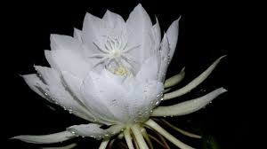 kadupul flower most expensive in the