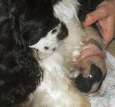 Check that he/she is ok via petcube. Information About Breeding And Whelping A Litter Of Puppies