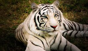 Find fierce and baby tiger pictures in this broad collection and download them for free. White Bengal Tigers Key Facts Information Pictures