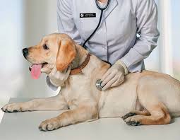 Check spelling or type a new query. Ahead Of The Pack Why Are Veterinary Occupations Growing Much Faster Than Average Beyond The Numbers U S Bureau Of Labor Statistics
