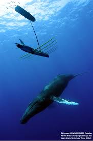 Humpback Whales Current Blog Jupiter Research Foundation