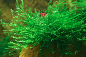 java moss care guide uses growth