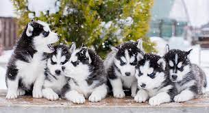 Siberian husky are the most popular types of huskies. Pictures Of Huskies An Amazing Gallery Of Siberian And Alaskan Dogs And Pups