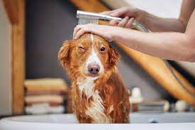 home remes for dry skin on dogs