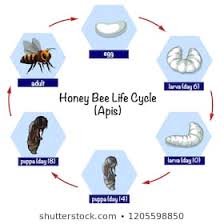 Bee Life Cycle Photos 748 Bee Life Stock Image Results