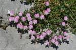 Ononis cristata / Ononis du Mont Cenis / Fabaceae ... - FLOREALPES