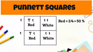 Punnett, who devised the approach. Punnett Square Basics Monohybrid Cross Youtube