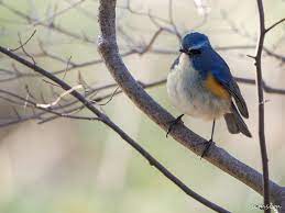 北本自然観察公園で冬に出会えた野鳥。初心者にもおすすめの公園です！