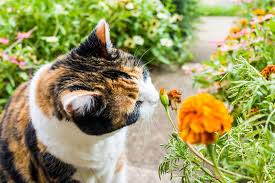 Maybe you would like to learn more about one of these? Cat Friendly Outdoor Plants That Are Purrfect Adu Magazine