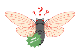 Welcome to the uncovering cicada wiki! When Do Cicadas Come Out In 2021 What Is Brood X Answering Your Buggiest Questions The Washington Post
