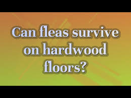 can fleas survive on hardwood floors