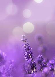aesthetic lavender background design