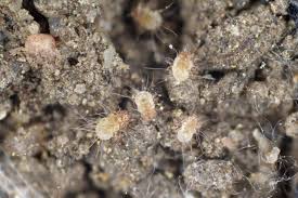 microscopic pests harmful bugs hiding