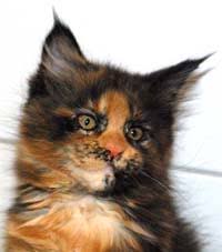 Fifes Ems Color Codes Spellbounds Maine Coon Cats