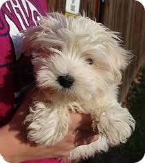 We make a promise to our customers to never sell dogs from puppy mills. Ravenna Oh Maltese Meet Blizzard A Puppy For Adoption Puppy Adoption Kitten Adoption Pets