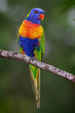Image result for average weight of a rainbow lorikeet