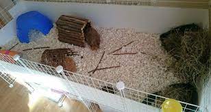 amazing guinea pig homes the reading
