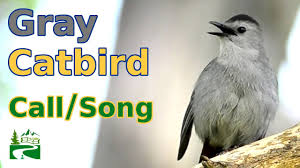 gray catbird call song sound you