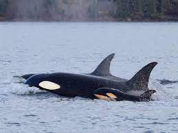 A Male Orca and Its Mother Worked Together to Kill a Newborn Calf | Smart  News| Smithsonian Magazine