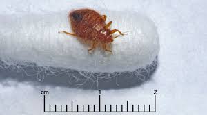 bedbugs spread could be down to