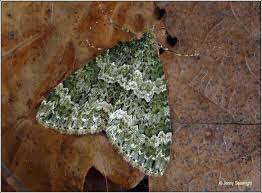 irish moths autumn green carpet