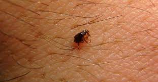 are the black bugs in my bed bed bugs