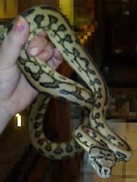 jaguar carpet python traits morphpedia