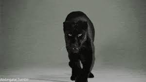 @itzseto huh stalk stalk c: Stalking Cat Gifs Get The Best Gif On Giphy