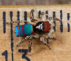 Dancing peacock spiders turned an arachnophobe into an arachnologist. Size Peacock Spider