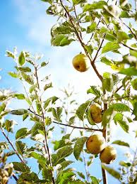 how to plant and grow apple trees