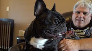 Click here to be notified when new french bulldog puppies are listed. Meet The Breeds French Bulldog Youtube