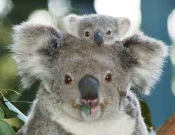Image result for cute animal mom with babies