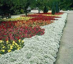 Top 10 Plants For Flower Bed For Your
