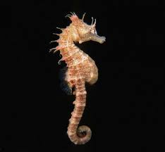 Image result for seahorse