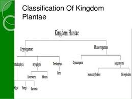 Kingdom Plantae Presented By Vrushali Gharat To Mr Kailash
