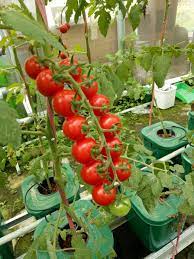 how to plant hydroponics tomatoes in