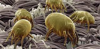 dust mite allergy and the top end dread