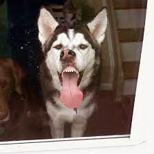 Glass Lickers Dogs Licking Windows