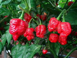 pepper trinidad scorpion plants with