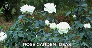 10 Rose Garden Ideas Crafting A
