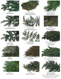 How To Identify Different Evergreen Trees 30 Second Scouting