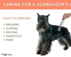 Image of Miniature Schnauzer with a brushed coat