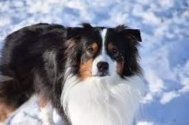 Maybe you would like to learn more about one of these? How Much Do Australian Shepherds Cost 4 Reasons Why