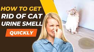 how to get rid of cat urine smell