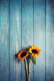 sunflowers wallpapers for