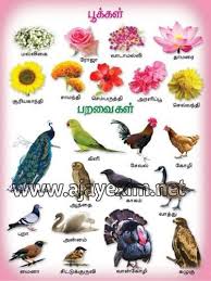 Flowers Birds In Tamil Chart