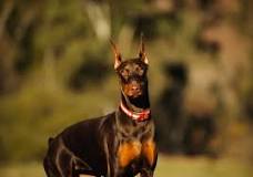 Dog breeds in Kenya: Different types of dogs with prices ...