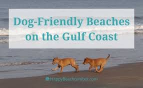 dog friendly beaches on the gulf coast